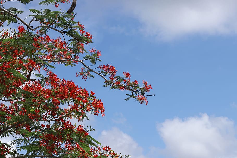 フェニックスの花 夏 赤い花 空 植物 低角度のビュー 成長 雲 空 木 自然の美しさ Pxfuel