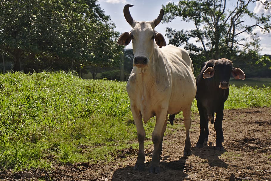 牛, 家畜, 動物, 農場, 農業, 哺乳類, 農村, ベリーズ, スペインの展望台, 動物のテーマ