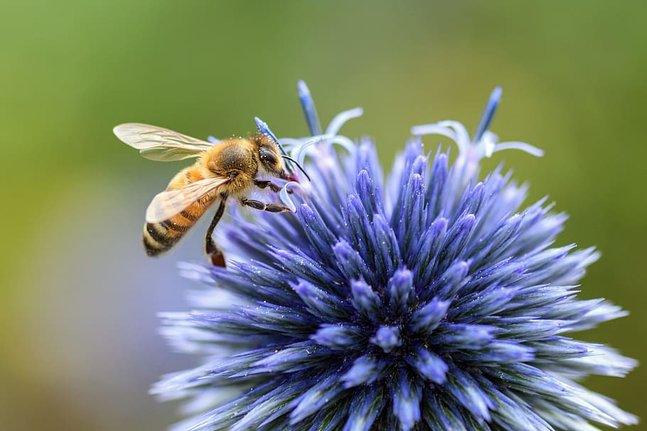 yellow, bee, blue, flower, thistle, insect, forage, macro, flowering plant, fragility