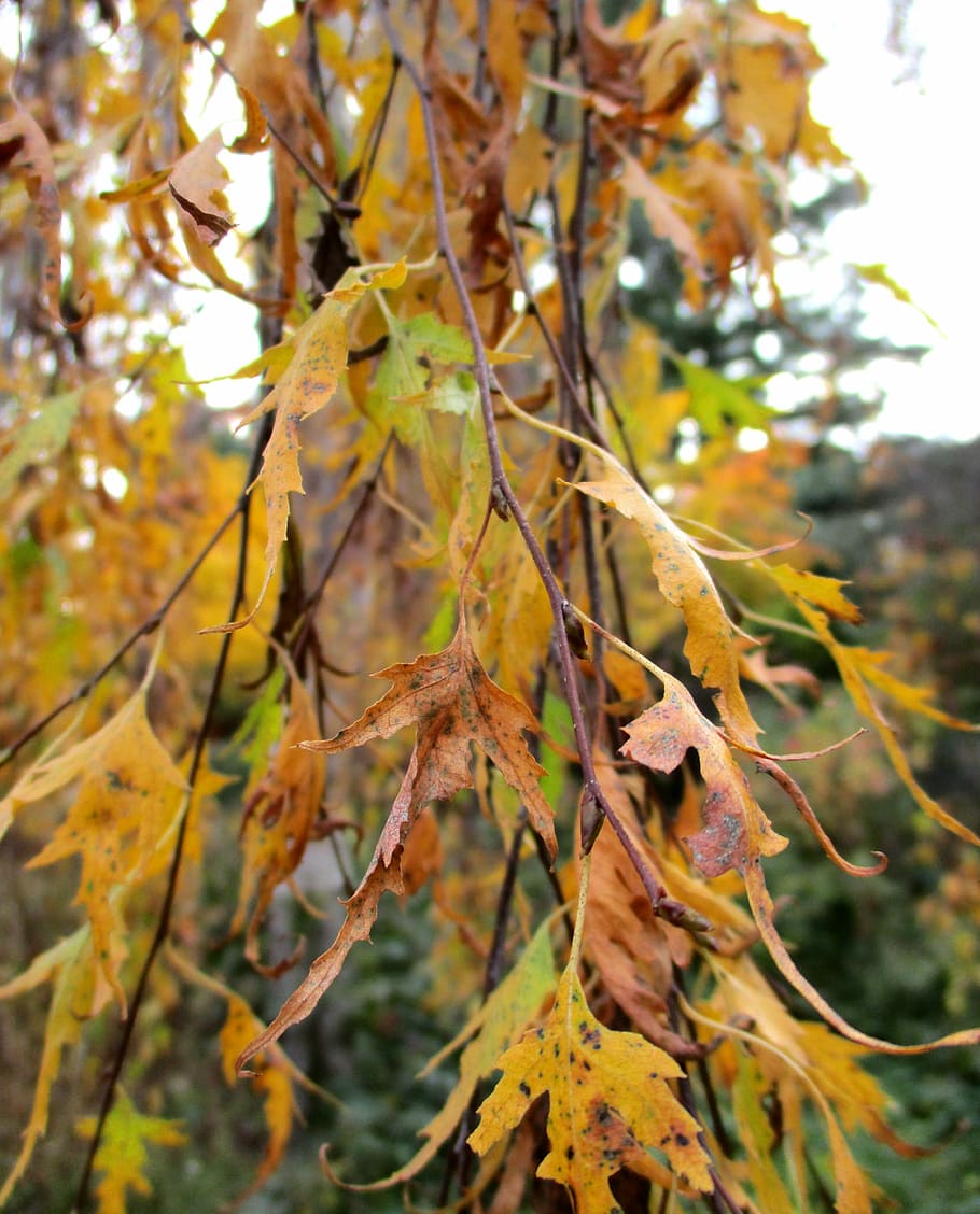 Autumn Leaves Tree Autumn Leaves Leaves In The Autumn Fall Foliage Golden Autumn Golden Leaf Nature Pxfuel