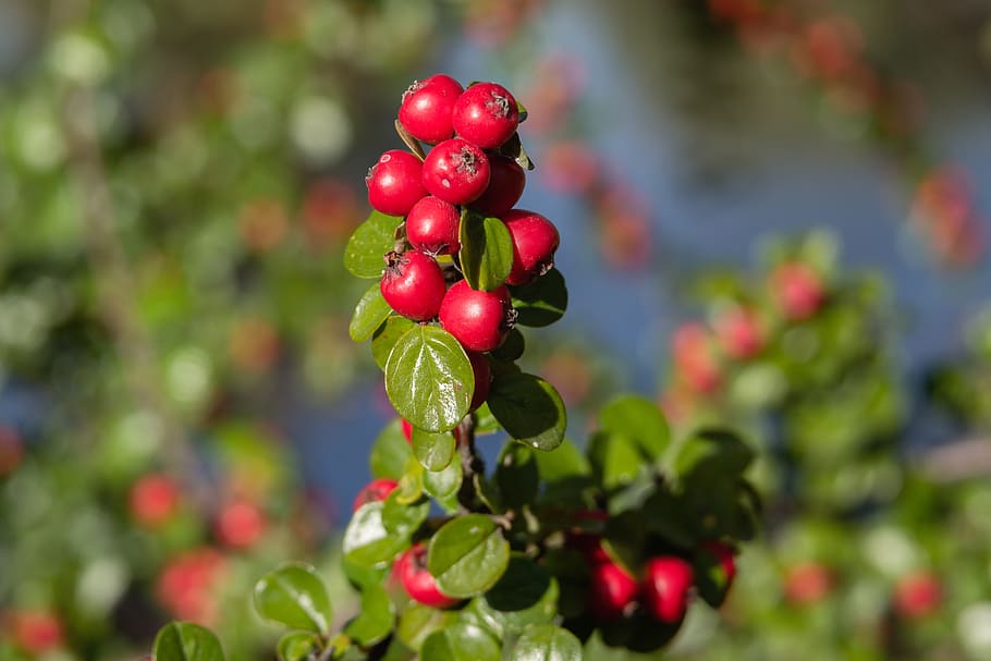 cotoneaster, bush, shrub, nature, plants, leaves, branch, food and drink, fruit, food
