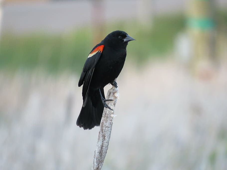 black, red, bird, perched, gray, branch, red winged blackbird, blackbird, red-winged, nature