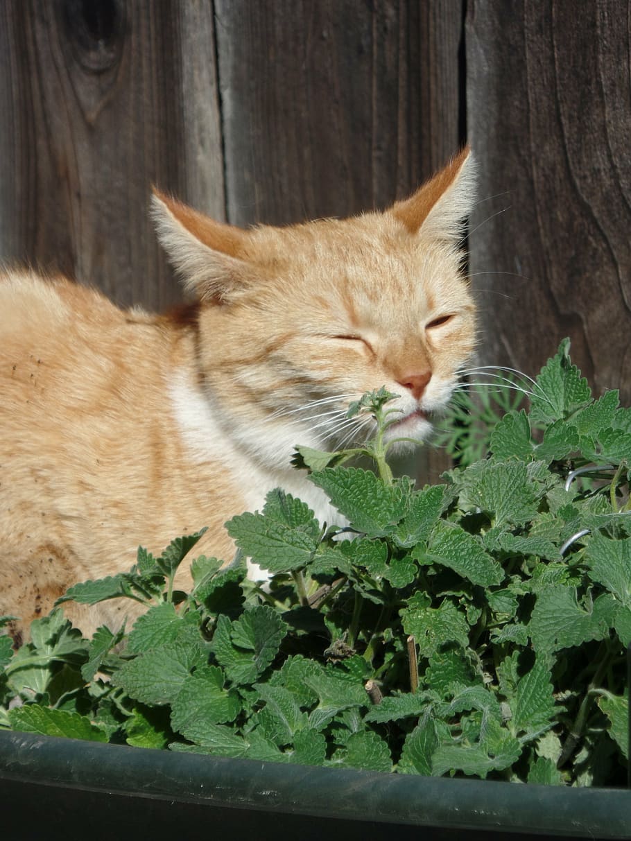tabby, cat, plant, catnip, cute, sniff, smell, kitty, adorable, playful