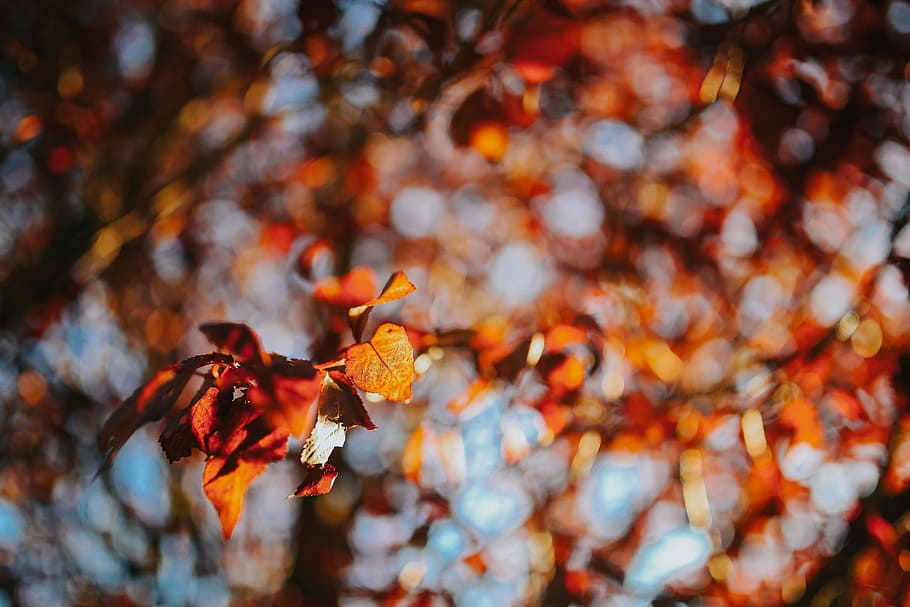 秋, 散歩, 犬, 葉, 自然, 黄色, 季節, 木, 森, 屋外