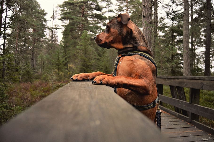 dog, hanging, gray, wooden, bridge, daytime, wood, man, outdoor, adult