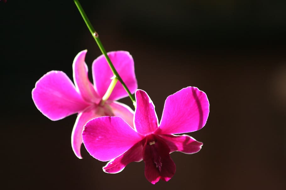 Anggrek, Bunga Ungu, Orchidaceae, ungu, alam, indah, tanaman, bunga, Warna pink, close-up