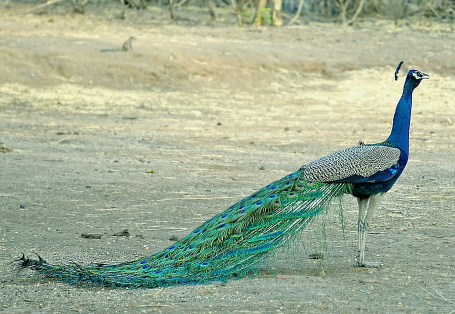 peacock, birds, wildlife, india, bharat, nature, colorful, banswara, animal themes, vertebrate