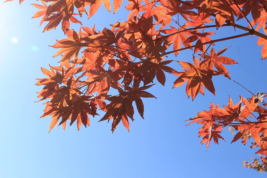 brown tree, autumn leaves, red, autumn, plants, sky, korea, seoul, republic of korea, plant part