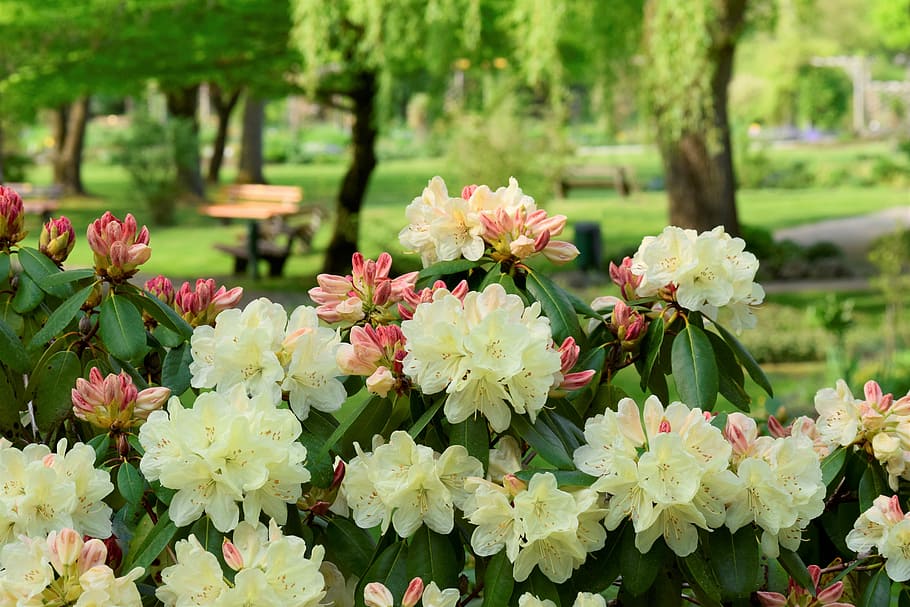 selectivo, fotografía de enfoque, beige, flor de pétalos, rododendro, rosenbaum, flor, florecer, primavera, naturaleza