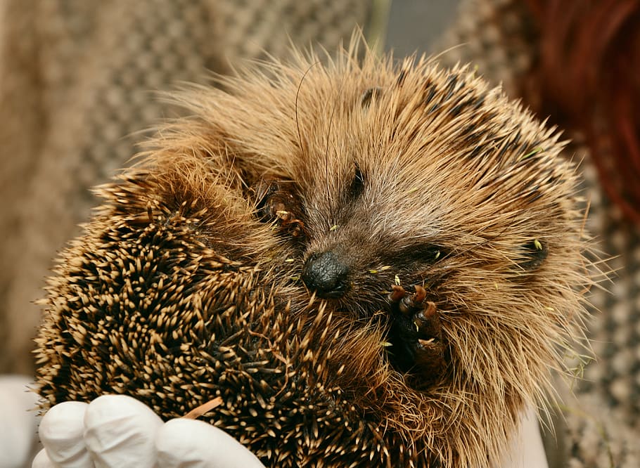 person, holding, brown, porcupine, hedgehog, hedgehogs hibernate, hibernation, animal assistance, save animals, hannah
