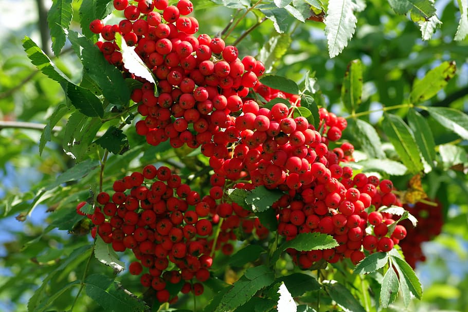 rowan, fruit, red, berries, balls, branch, tree, rowan berries, plant, autumn