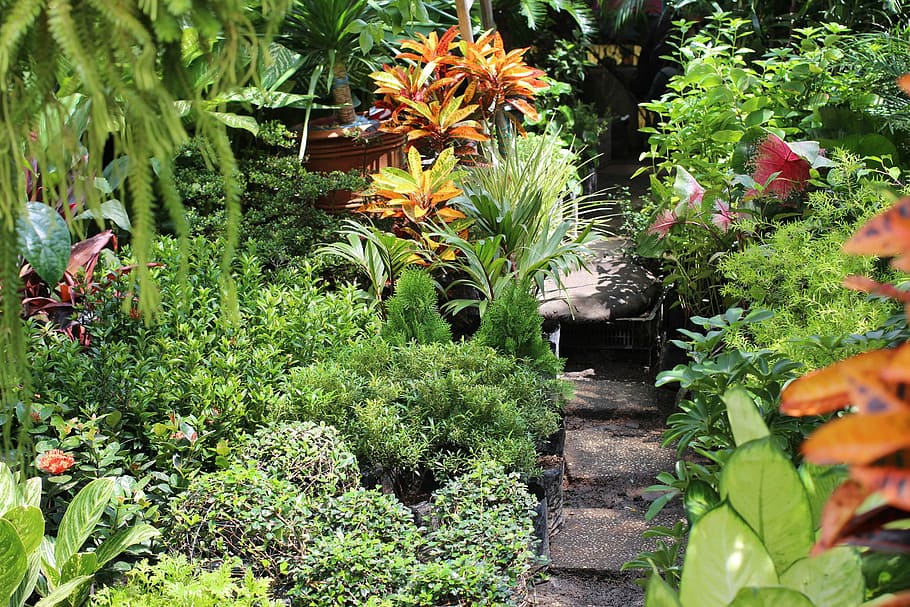 フィリピンの庭, マニラ, 庭, フィリピン, 写真, 植物, パブリックドメイン, 自然, 緑色, 木