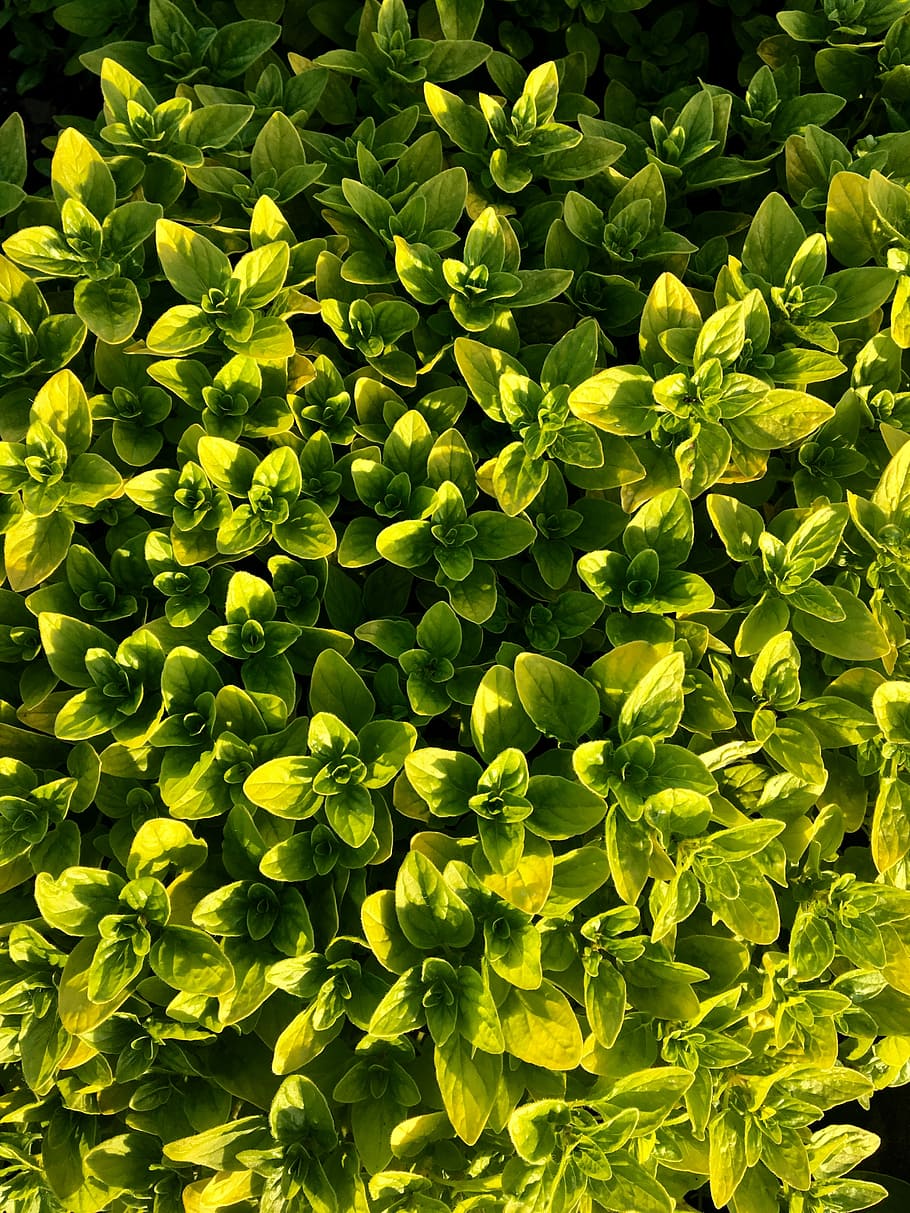 oregano, plant, herbs, green, nature, herb, garden, aroma, spice, leaves
