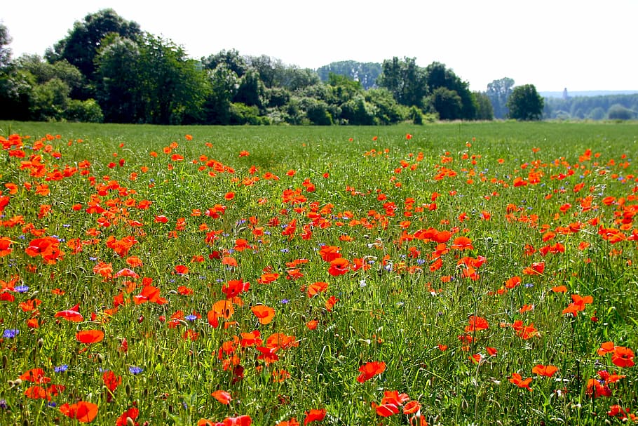 poppy, flowers, nature, spring, red, garden, fields, country, field of poppies, field
