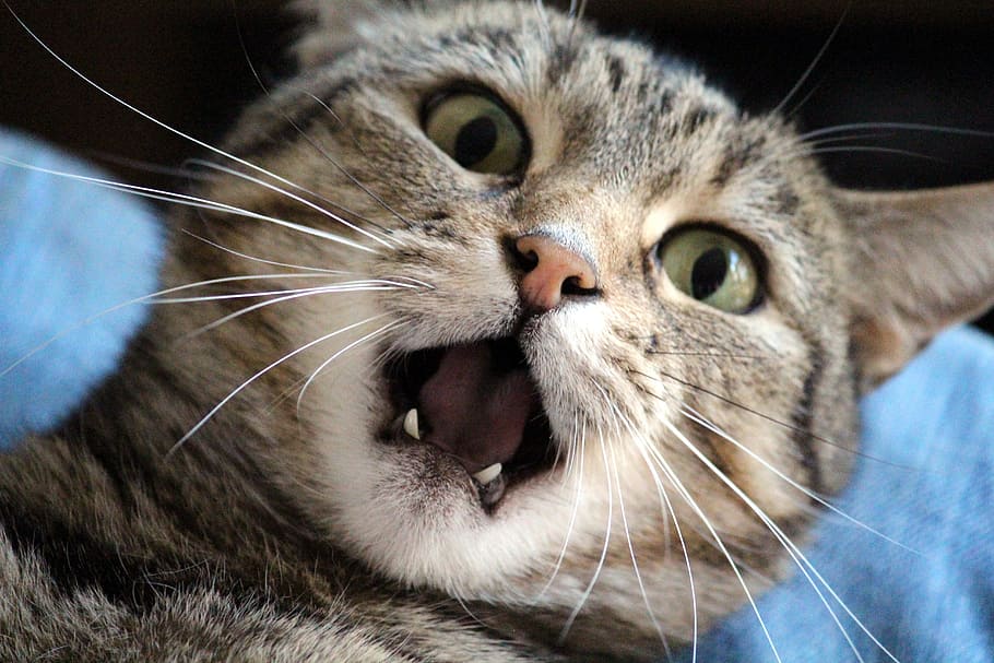brown, tabby, cat close-up photo, cat, annoyed, mauzen, teeth, stress, stroke, annoy