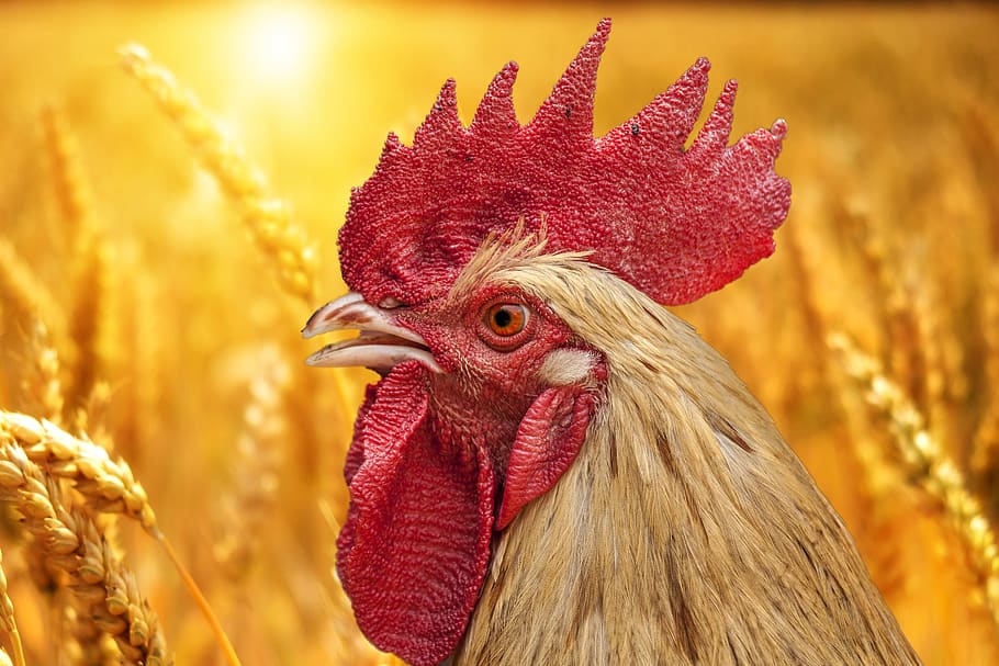nature, cock, wheat, sun, bird, animal themes, chicken - bird, chicken, livestock, animal