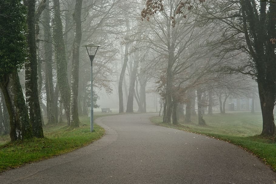 fog, foggy, road, avenue, trees, away, mood, nature, morgenstimmung, dawn