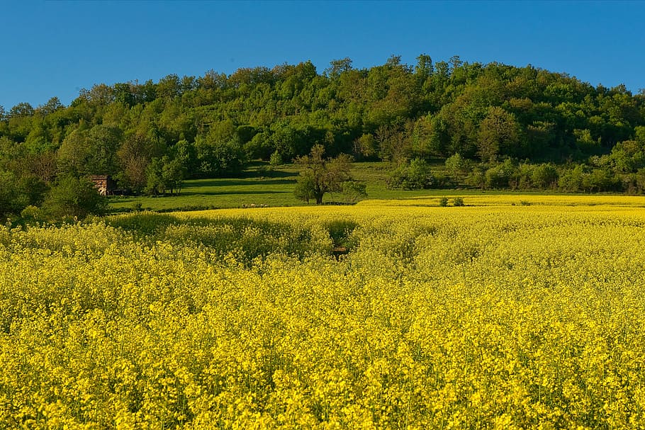 rape seed, landscape, canola, agriculture, environment, rural, country, natural, rapeseed, agricultural