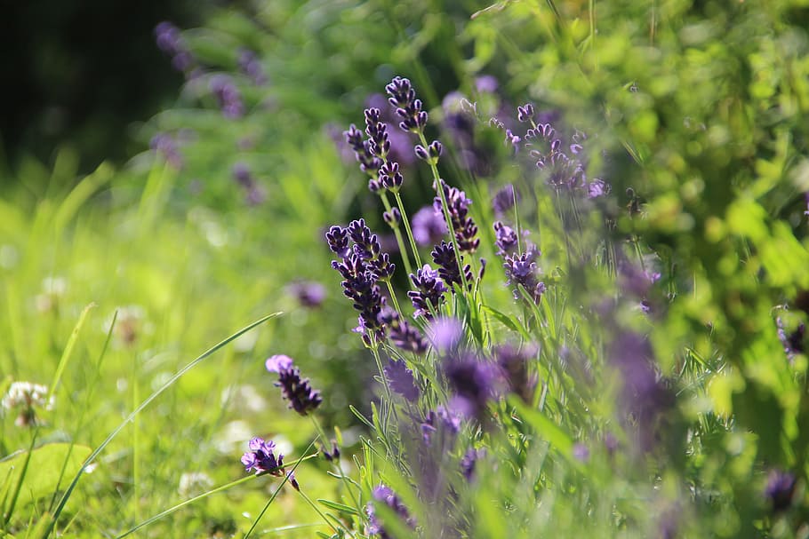 ラベンダー ハーブ 香りのよい 庭 秋 花 低木 園芸植物 紫 自然 Pxfuel