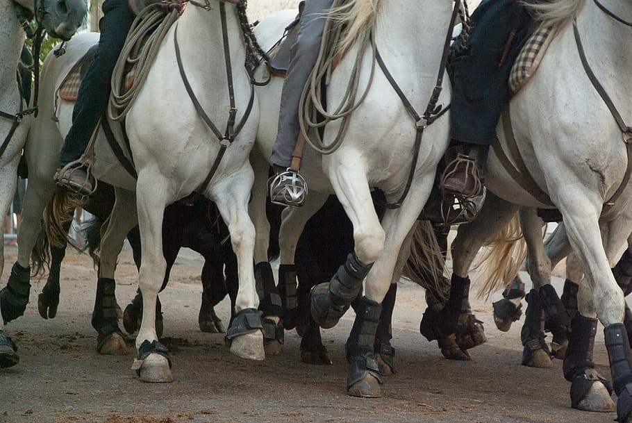 three, white, horses, ahead, Camargue, Horses, Riders, Race, Bulls, camargue, feria