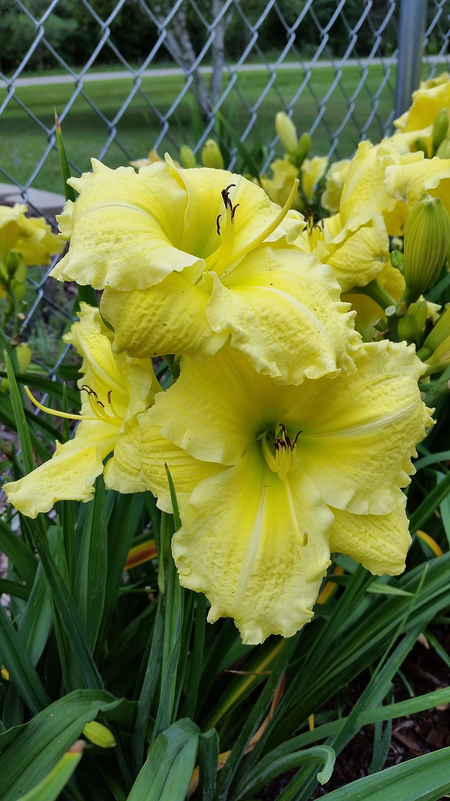 yellow, day lilies, flowers, flower, flowering plant, fragility, plant, vulnerability, petal, growth