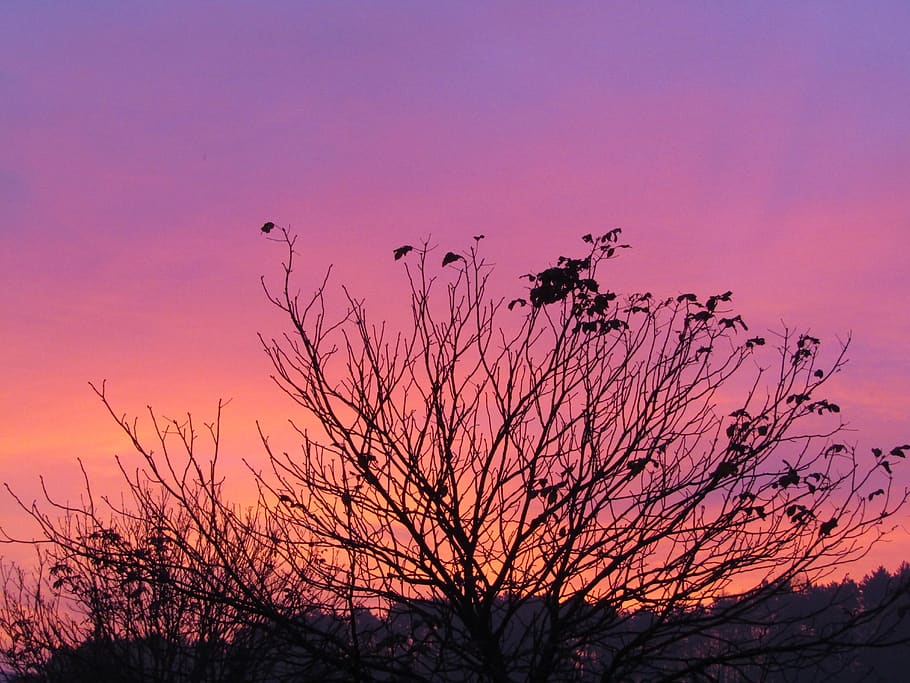 morgenrot, luz de la mañana, púrpura, rojo, cielo, copa del árbol, estética, cielos, estado de ánimo, puesta de sol