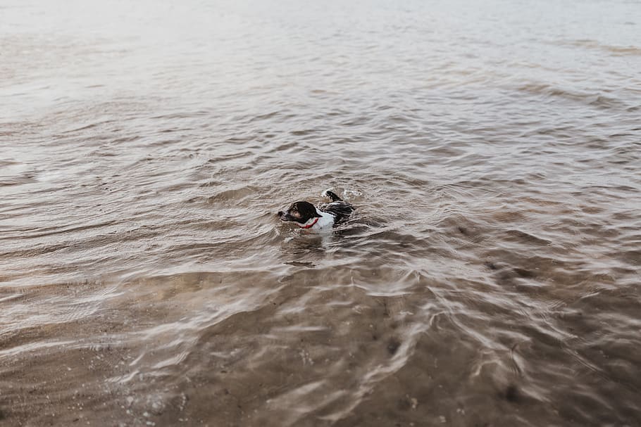 mar, agua, mascota, perrito, natación, nadar, perro, frente al mar, personas reales, unión