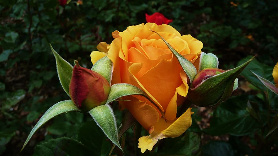 Orange, Roses, Buds, Blooming, laranja, rosas, abertura, pétalas, manhã, escuro