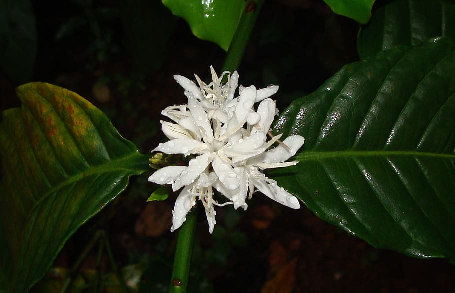 coffee blossom, flower, rain soaked, robusta coffee, coffea canephora, coffea robusta, madikeri, kodagu, india, plant