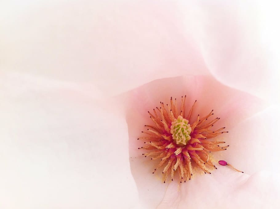 macro, blossom, bloom, pink, magnolia, tender, flower, beauty in nature, plant, vulnerability