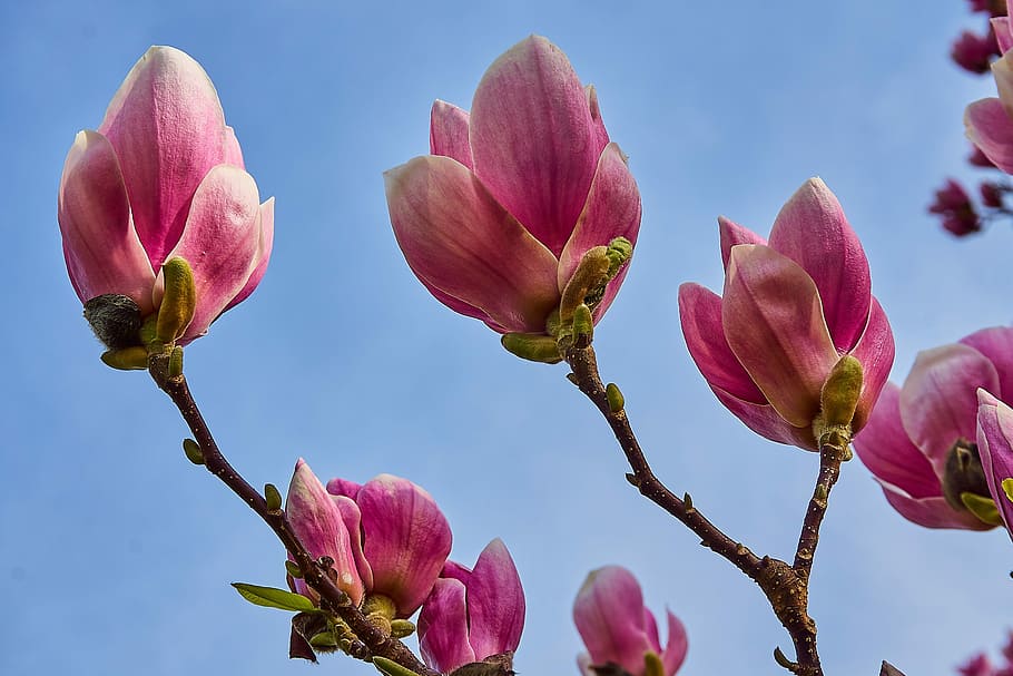 primer plano, rosa, flores, florecer, tulipán magnolia, magnolia × soulangeana, magnolia, flor de magnolia, cerrar, blanco