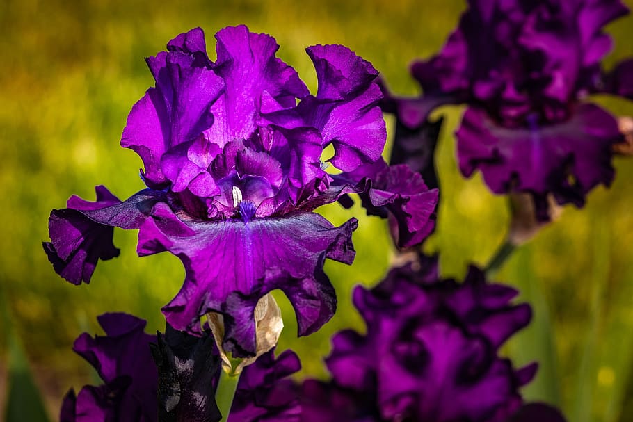 bunga iris, warna terong, violet, bunga, taman bunga presby, musim semi, ungu, tanaman berbunga, daun bunga, keindahan di alam