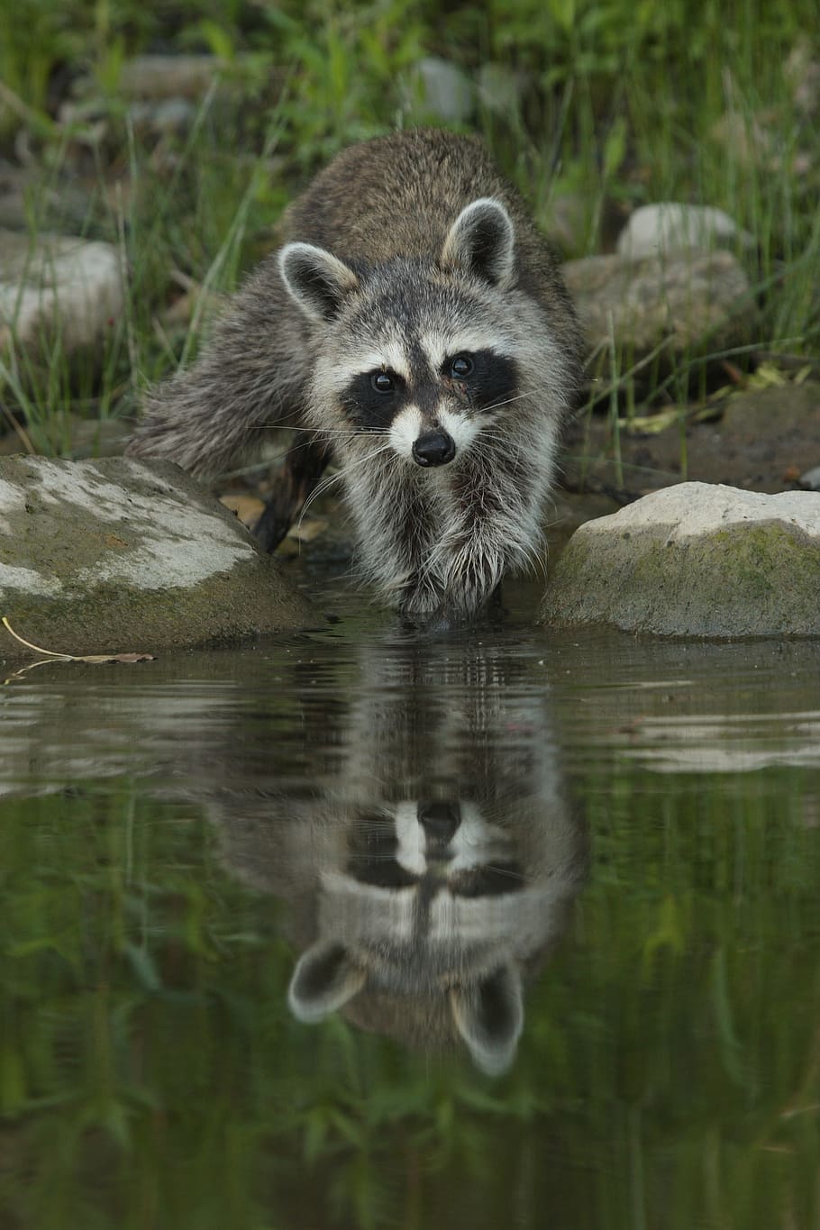 gray, raccoon, swim, water, rocks, daytime, nature, river, lake, reflection