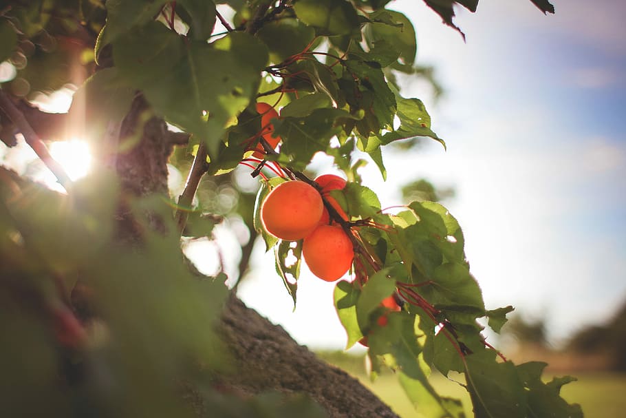 Fresh, Apricots, Tree, farm, farmers, farmers market, food, foodie, fruit, fruits