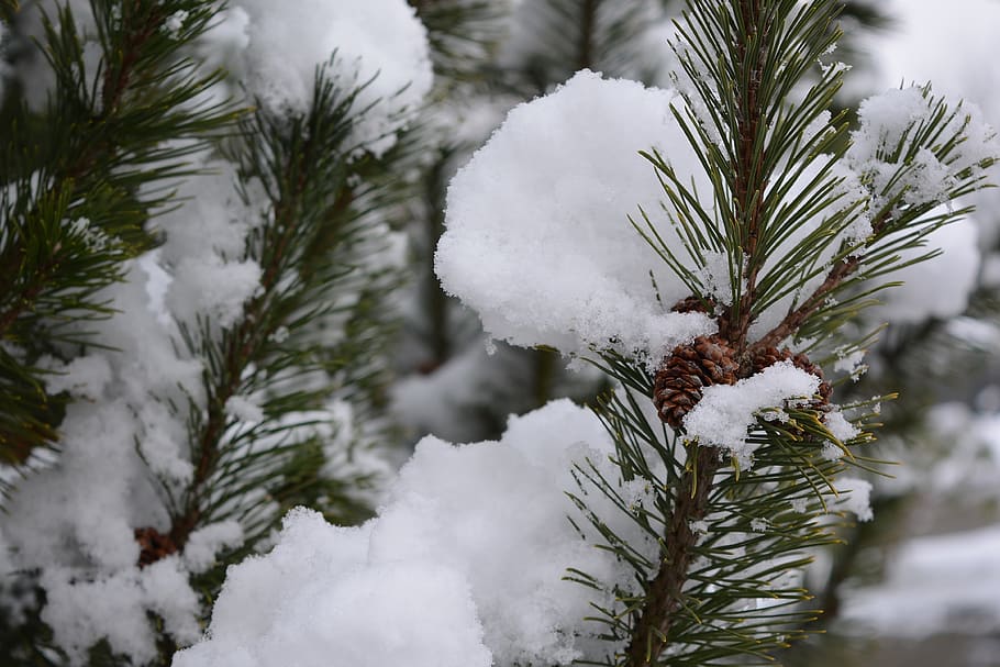 invierno, nieve, coníferas, magia de invierno, blanco, congelado, naturaleza, frío, planta, árbol
