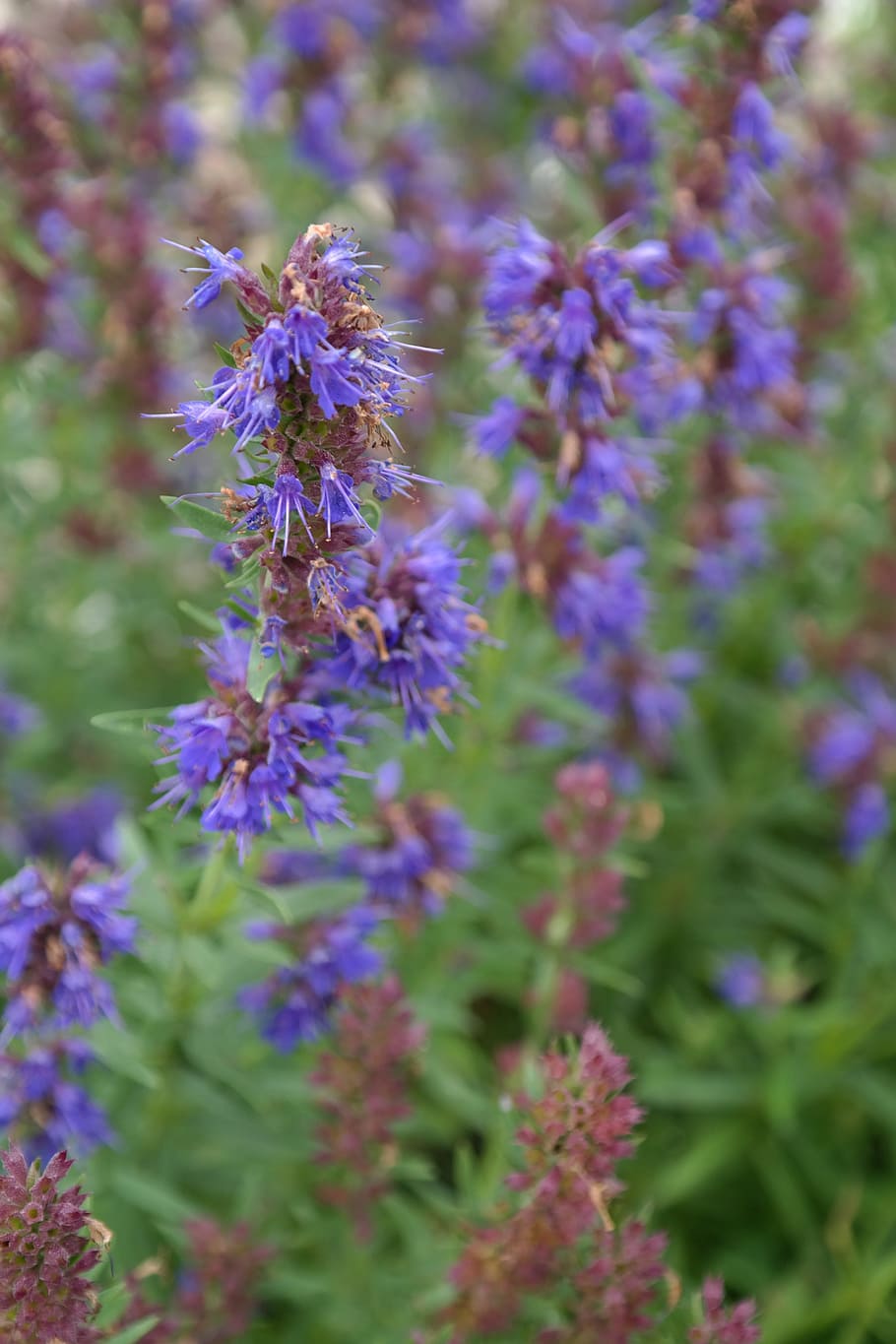 Hisopo, planta, flor, floración, azul, planta medicinal, hierba, hierbas de jardín, hisopo officinalis, hierbas de abeja