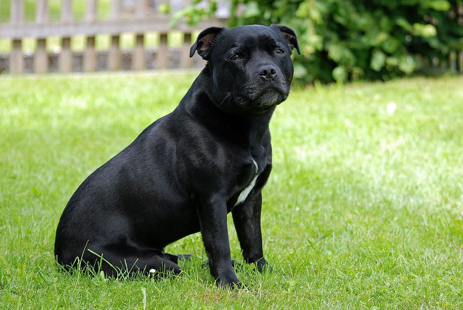 animal, perro, staffordshire-bull-terrier, modelo sit, canino, hierba, un animal, temas de animales, mascotas, color negro