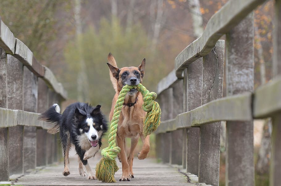 belgian malinois, biting, rope, long-coated, white, black, dog, malinois and border collie, belgian shepherd dog, playing dogs