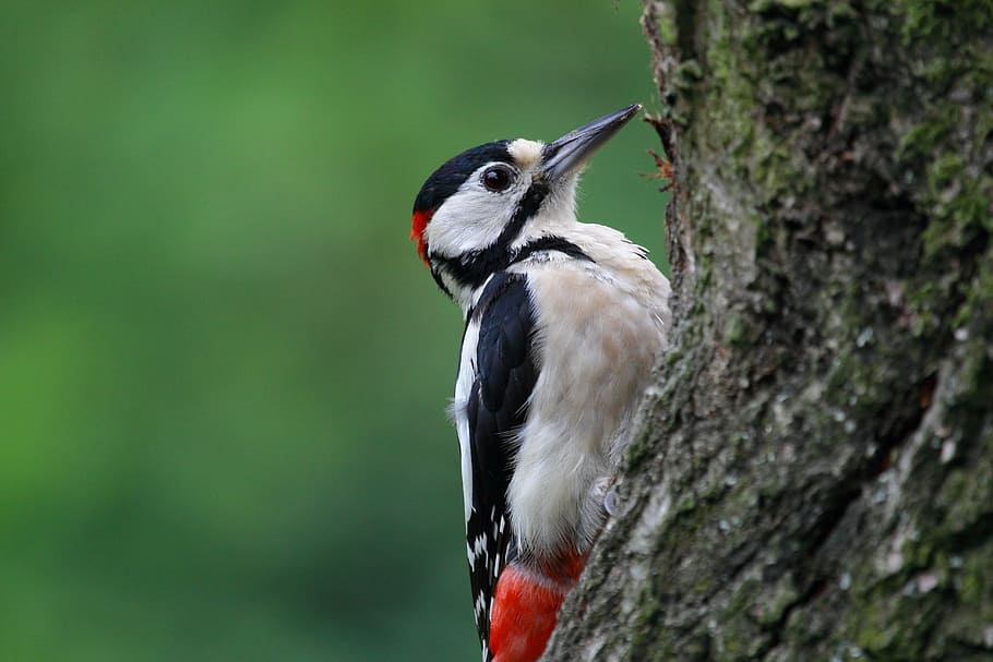 black, white, bird, perched, tree branch, wildlife, great spotted woodpecker, feathers, beak, tree