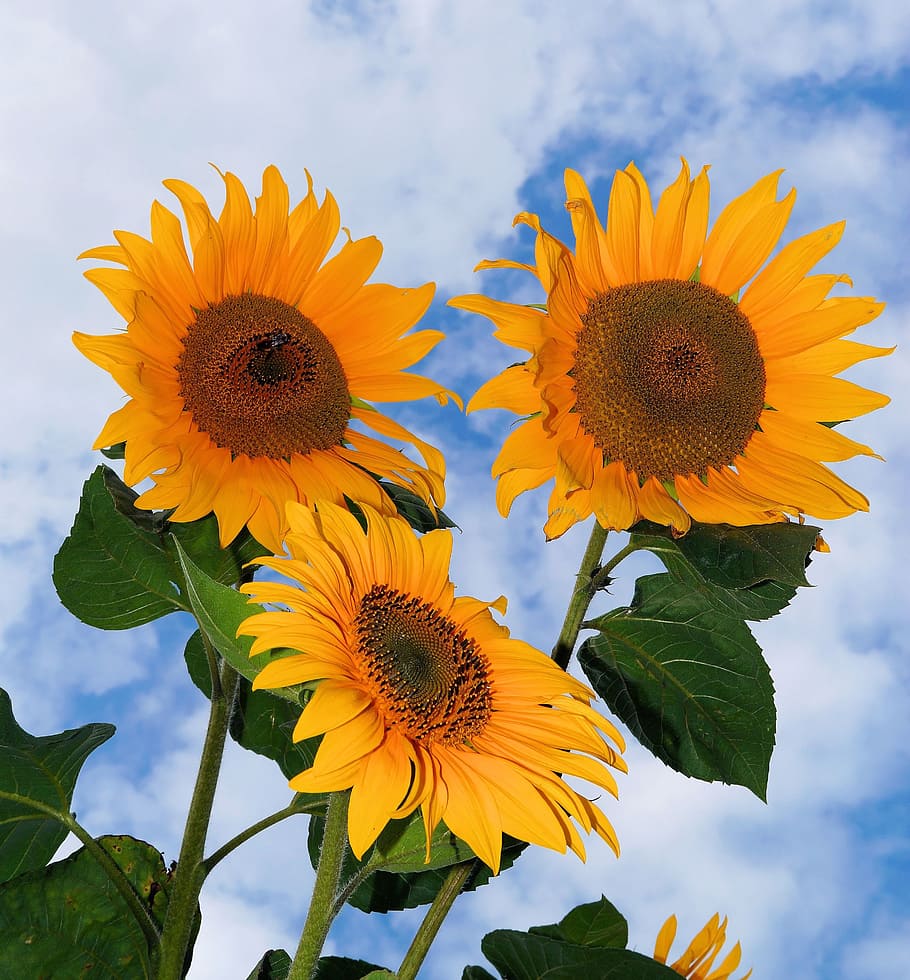 sunflower illustration, sunflower, flowers, yellow, summer, plant, bright, helianthus annuus, colorful, beautiful