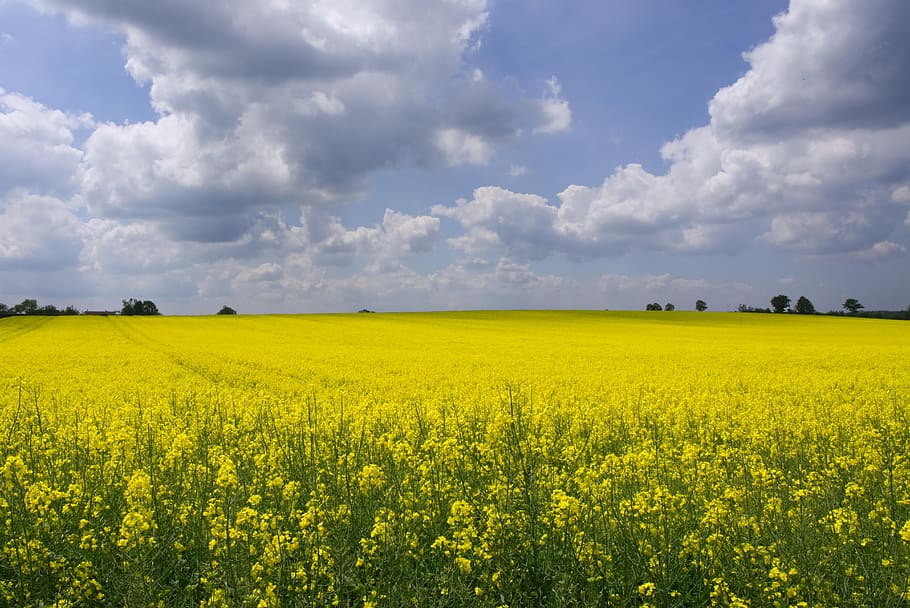 oilseed rape, field of rapeseeds, nature, landscape, spring, field, agriculture, rape blossom, rare plant, yellow