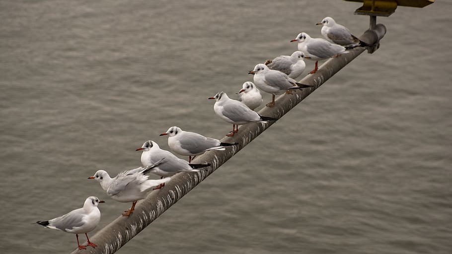 Birds, Row, Flock, Animal, Sit, sitting, gull, water, river, bird