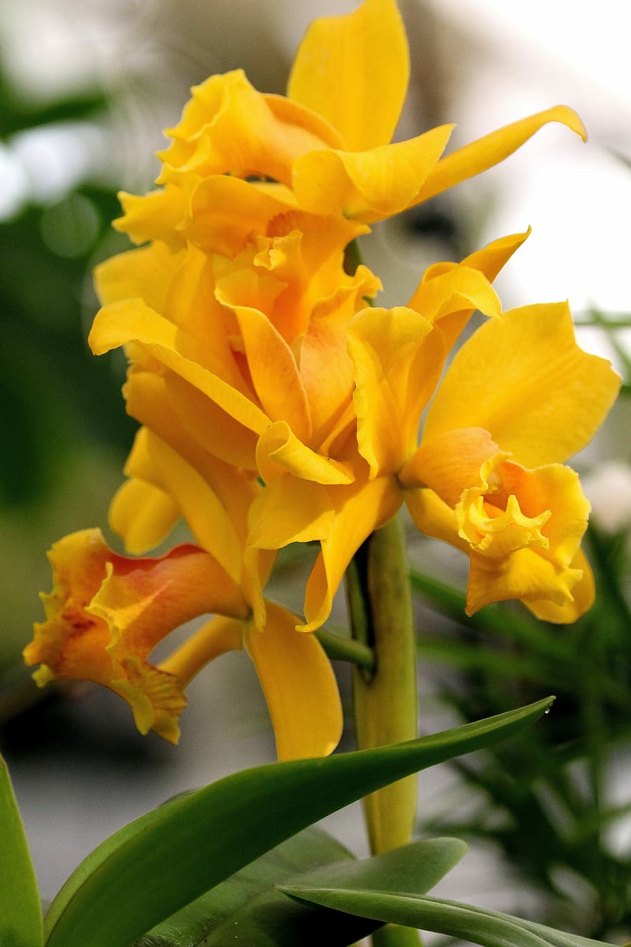 Orchid, Yellow, Flower, Floral, Botany, plant, nature, botanical, green, new jersey