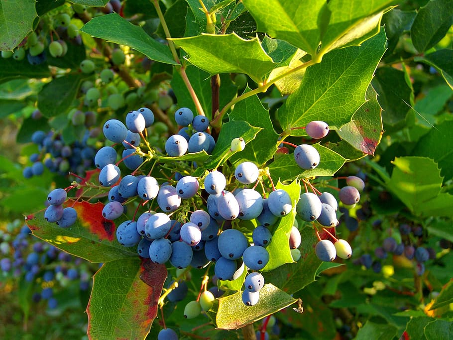 holly berry, blue harvest, fall harvest, leaf, plant part, fruit, healthy eating, growth, plant, food