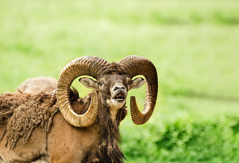 brown, white, ram, grass field, mouflon, wild sheep, bock, horns, paarhufer, mammal