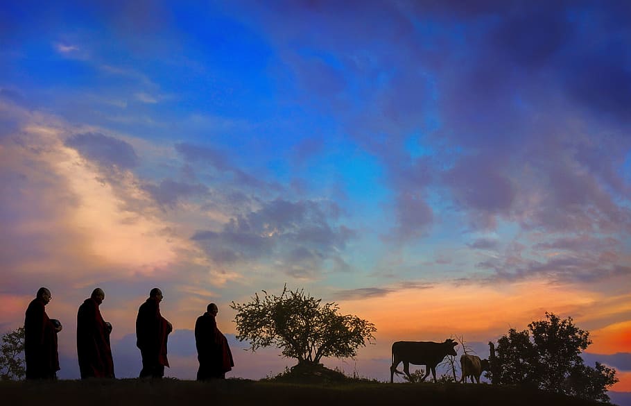 four, silhouette, men, walking, behind, cow, golden, hour, dawn, monks