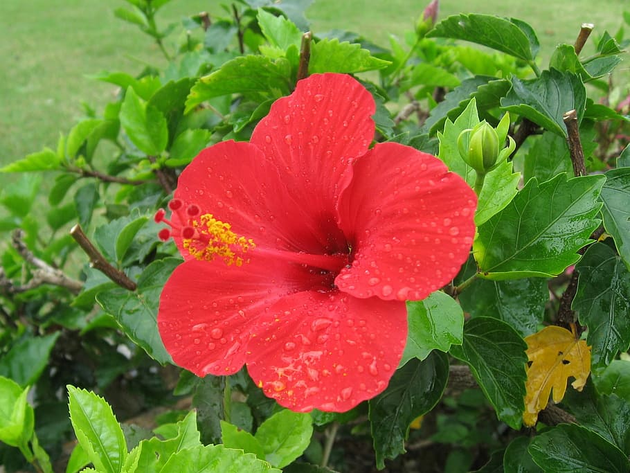 hibiscus, ishigaki island, Hibiscus, Ishigaki Island, outlying islands, red, flowers, green, large, okinawa, japan