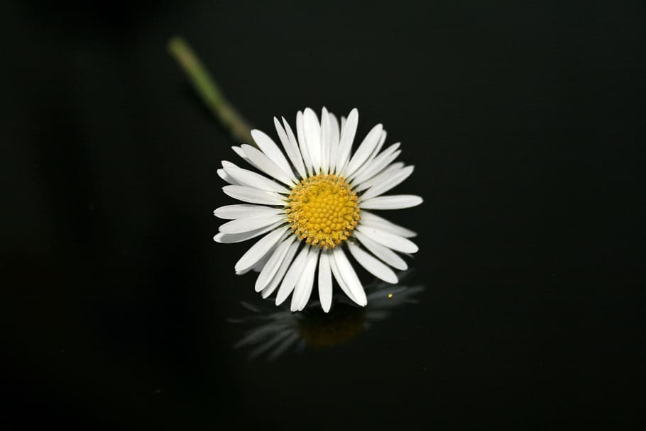 Daisy, Nature, Flower, Plant, flowers, yellow, white, close, black, black background