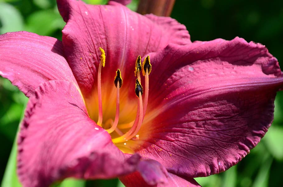 daylily, lily, incomplete, flower, ovary, stamens, flower garden, purple, violet, flowering plant