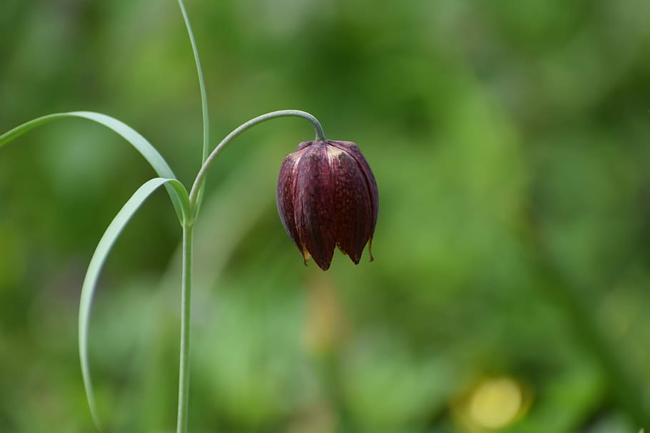 tulip motley, fritillaria meleagris, spring, vaslui, forest, the endemic plant, nature, flower, early bloom, plant